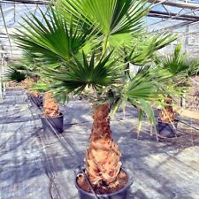 Mexican fan palm for sale  Lincolnton