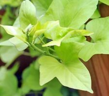 Mini planta ornamental de videira de batata doce para recipientes pátios vaso interno cesta comprar usado  Enviando para Brazil