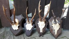 25cm präparat geweih gebraucht kaufen  Münster