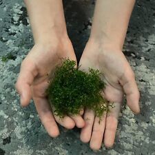 Riccia guppy grass for sale  SOUTH CROYDON