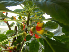 Kongolieschen impatiens niamni gebraucht kaufen  Schorndorf