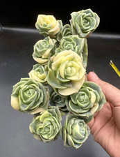 Imported succulents live for sale  San Jose