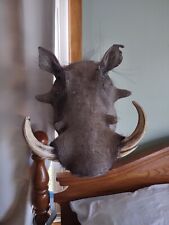 African warthog taxidermy for sale  Hutchinson