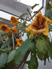 Solandra goldkelch kletterpfla gebraucht kaufen  Wessobrunn