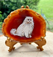 White persian cat for sale  Sugar Land