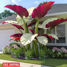 100pcs wild taro for sale  Elk Grove Village