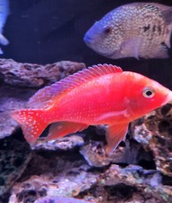 Female peacocks proven for sale  Charlotte