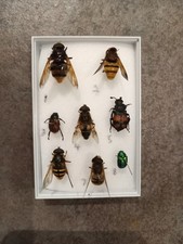 british butterfly collection for sale  PAIGNTON