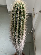 großer kaktus gebraucht kaufen großer kaktus gebraucht kaufen Briesen (Mark)
