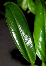Rare anthurium pendulifolium for sale  Glenmoore