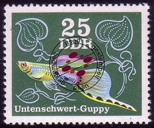 2179 zierfische guppys gebraucht kaufen  Schwalmtal