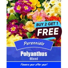 Polyanthus mixed flower for sale  MANSFIELD