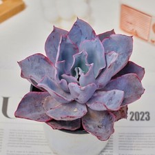 Echeveria afterglow live for sale  Northport