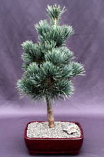 Japanese white pine for sale  Patchogue