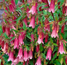 Campanula puncata rubriflora for sale  BELLSHILL