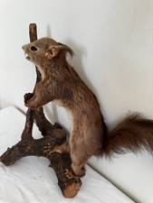 Vintage red squirrel for sale  KING'S LYNN