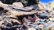 Sulawesi caridina dennerli for sale  Waupaca