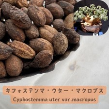 Cyphostemma uter var. for sale  Shipping to United Kingdom