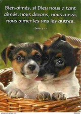 Animaux chiens rat d'occasion  Fruges