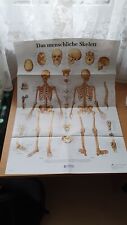 menschliches skelett gebraucht kaufen  Geretsried