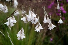 Dierama Mix - 60 seeds, używany na sprzedaż  Wysyłka do Poland