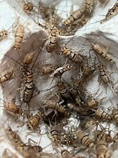 Live crickets pinhead for sale  USA