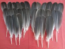 Grey goose wing for sale  ALFORD