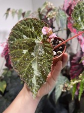 Begonia colorata tawau for sale  BROCKENHURST