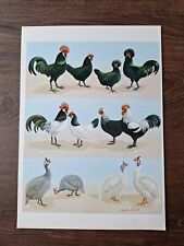 Vintage chicken prints for sale  DERBY