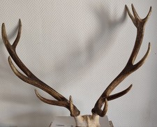 Bois cerf 61 d'occasion  Paris XIV