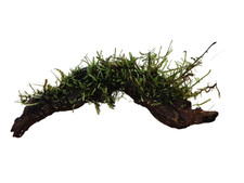 Moss driftwood aquatic for sale  USA