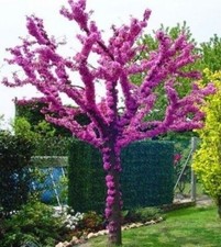 Judasbaum cercis canadensis gebraucht kaufen  Guben