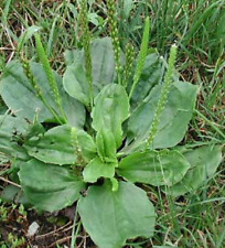 1000 organic broadleaf for sale  Fontana