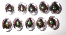 Lote de 10 peças cabochão de insetos oval 12x18 mm besouro cockchafer dourado transparente comprar usado Lote de 10 peças cabochão de insetos oval 12x18 mm besouro cockchafer dourado transparente comprar usado  Enviando para Brazil