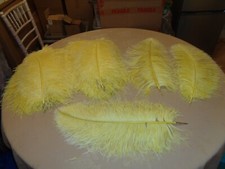Yellow wing ostrich for sale  CANVEY ISLAND