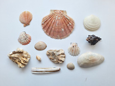 Muscheln schneckenhäuser mari gebraucht kaufen  Essen