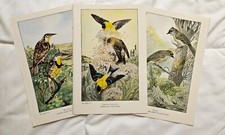 Vintage 1937 bird for sale  Saint Germain