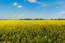 Trophy rape seed for sale  High Point