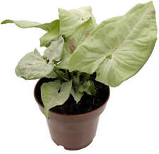 Syngonium podophyllum milk gebraucht kaufen  Leipzig