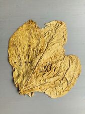 Virginia gold tabakblätter gebraucht kaufen  Guben