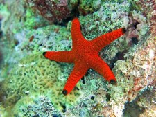 Red fromia starfish for sale  Haslet