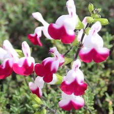 Salvia cherry lips for sale  STOKE-ON-TRENT