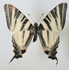 Iphiclides podalirius aberrant usato  Concordia sulla Secchia