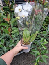 Orchid loop houseplant for sale  DONCASTER