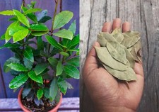 Bay leaf plant for sale  New Port Richey