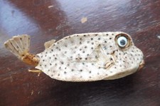 Taxidermie poisson ballon d'occasion  Meung-sur-Loire