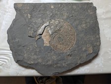 Ammonit fossil abdruck gebraucht kaufen  Dresden