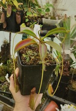 Nepenthes lowii mollis d'occasion  Beaumont-de-Lomagne