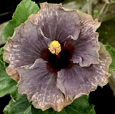 2020 plants for sale  Waterloo
