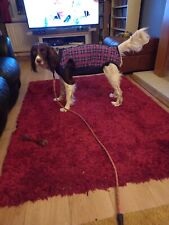 Dog post surgery for sale  WORCESTER